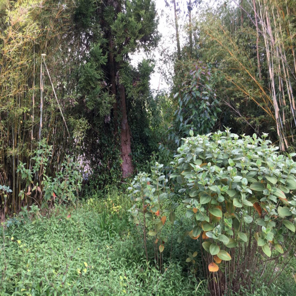 Offres de vente Terrain Plaine-des-Palmistes 97431